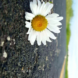 wppflowers flower white yelly road
