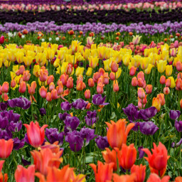 tulipfestival tulips flowers colorful