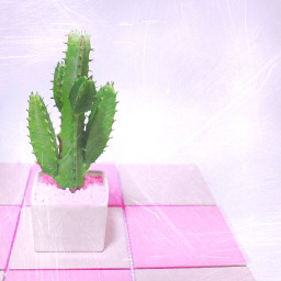 freetoedit cactus pink chess pastelgoth