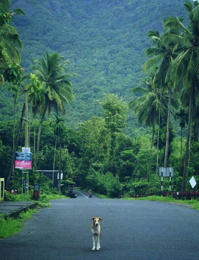 pix Kerala Photography Editing Picsart Road Background keralanature godsowncountry image by