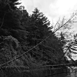 lake trees blackandwhite