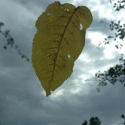 leaf rain windshield rainyday rainisagoodthing